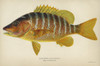 Fish: Schoolmaster. /Nschoolmaster Snapper (Lutjanus Apodus). Lithograph By Julius Bien & Co., 1903. Poster Print by Granger Collection - Item # VARGRC0354150