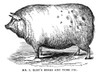 England: Swine, 1845. /Nwood Engraving, English, 1845. Poster Print by Granger Collection - Item # VARGRC0034375
