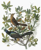 Audubon: Grackle. /Nfemale (Top) And Male Boat-Tailed Grackle (Quiscalus Major). Engraving After John James Audubon For His 'Birds Of America,' 1827-38. Poster Print by Granger Collection - Item # VARGRC0351964