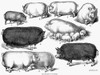 Swine, 1876. /Nprize Hogs. Wood Engraving, 1876. Poster Print by Granger Collection - Item # VARGRC0056405