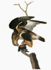 Audubon: Hawk. /Nrough-Legged Hawk (Buteo Lagopus). Engraving After John James Audubon For His 'Birds Of America,' 1827-38. Poster Print by Granger Collection - Item # VARGRC0325704