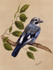 A Jay On A Perch Poster Print By Malcolm Greensmith ® Adrian Bradbury/Mary Evans - Item # VARMEL10271299