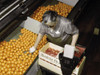Orange Sorting, 1943. /Nworker Sorting Oranges At A Packing Plant In Redlands, California. Photograph By Jack Delano, March 1943. Poster Print by Granger Collection - Item # VARGRC0433524