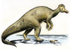 Dinosaur: Corythosaurus. /Nduck-Billed Corythosaurus, A Dinosaur Of The Cretaceous Period. Poster Print by Granger Collection - Item # VARGRC0081507