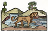 Aesop: Dog & Shadow, 1484. /N'The Dog And His Shadow.' Woodcut From 'Les Subtiles Fables D'Esope,' Lyon, 1484. Poster Print by Granger Collection - Item # VARGRC0054588