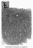 Meteor Shower, 1833. /Nboston, Massachusetts, November 13, 1833. Wood Engraving, 19Th Century. Poster Print by Granger Collection - Item # VARGRC0043750