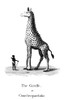 Giraffe. /Ncopper Engraving, English, 18Th Century. Poster Print by Granger Collection - Item # VARGRC0052806