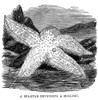 Starfish. /Na Starfish Devouring A Mollusk. Wood Engraving, English, 19Th Century. Poster Print by Granger Collection - Item # VARGRC0048092