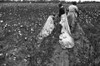 Cotton Picker, 1935. /Nafrican American Migrant Workers Picking Cotton, Pulaski County, Arkansas. Photograph By Ben Shahn On October 1935. Poster Print by Granger Collection - Item # VARGRC0119018