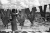 Georgia: Laundry, 1938. /Na Famer'S Wife Hanging Her Husband'S Work Clothes On A Clothesline, Irwinville Farms, Georgia. Photograph By John Vachon In May 1938. Poster Print by Granger Collection - Item # VARGRC0119166