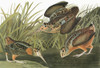 Audubon: Woodcock. /Namerican Woodcock (Scolopax Minor). Engraving After John James Audubon For His 'Birds Of America,' 1827-38. Poster Print by Granger Collection - Item # VARGRC0326802 Audubon: Woodcock. /Namerican Woodcock (Scolopax Minor). Engraving After John James Audubon For His 'Birds Of America,' 1827-38. Poster Print by Granger Collection - Item # VARGRC0326802