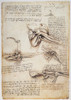 Leonardo: Shoulder, C1510. /Npen And Ink Studies By Leonardo Da Vinci, C1510, Of The Human Shoulder. Poster Print by Granger Collection - Item # VARGRC0033662