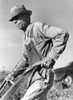 Sharecropper, 1941. /Na Tenant Farmer Plows Sweet Potatoes, Greene County, Georgia. Photograph, 1941, By Jack Delano. Poster Print by Granger Collection - Item # VARGRC0034473