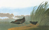 Audubon: Rail. /Nblack Rail (Laterallus Jamaicensis). Engraving After John James Audubon For His 'Birds Of America,' 1827-38. Poster Print by Granger Collection - Item # VARGRC0326225