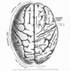 The Human Brain. /Nupper Surface Of The Brain. Lithograph, 19Th Century. Poster Print by Granger Collection - Item # VARGRC0016747