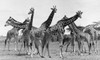 East Africa: Giraffe. /Nphotographed 20Th Century. Poster Print by Granger Collection - Item # VARGRC0101064