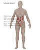 Female Urinary System Poster Print by Gwen Shockey/Science Source