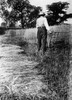 Farmer With Cradle. /Nan American Farmer Harvesting Wheat With A Cradle. Photograph, Late 19Th Century. Poster Print by Granger Collection - Item # VARGRC0172776 Farmer With Cradle. /Nan American Farmer Harvesting Wheat With A Cradle. Photograph, Late 19Th Century. Poster Print by Granger Collection - Item # VARGRC0172776