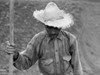 Tobacco Farm, 1941. /Na Migrant Worker On A Tobacco Farm In Barranquitas, Puerto Rico. Photograph By Jack Delano, December 1941. Poster Print by Granger Collection - Item # VARGRC0122639