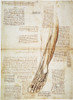 Leonardo: Anatomy, 1510. /Npen And Ink Study By Leonardo Da Vinci, 1510, Of The Human Lower Leg. Poster Print by Granger Collection - Item # VARGRC0047705