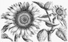 Botany: Sunflower. /Nhelianthus. Line Engraving From Crispian Van De Passe'S 'Hortus Floridus,' 1614-17. Poster Print by Granger Collection - Item # VARGRC0076414