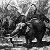 Elephants. /Nwood Engraving, 19Th Century. Poster Print by Granger Collection - Item # VARGRC0043423