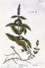 Mint Plant, 1735. /Nmint (Mentha). Line Engraving By Elizabeth Blackwell For Her Book 'A Curious Herbal' Published In London, 1735. Poster Print by Granger Collection - Item # VARGRC0126529