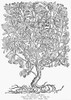 Dwarf Cherry Tree. /Ncerasus Chamaecerasus./Nwoodcut, 1565. Poster Print by Granger Collection - Item # VARGRC0076449