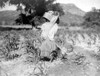 Apache Woman & Child, C1906. /Nan Apache Woman Hoeing Rows Of Corn, Carrying An Infant In A Cradleboard With A Large Visor. Photograph By Edward Curtis, C1906. Poster Print by Granger Collection - Item # VARGRC0114266