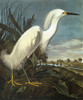 Audubon: Egret. /Nsnowy Egret, Or Snowy Heron (Egretta Thula), From John James Audubon'S 'The Birds Of America,' 1827-1838. Poster Print by Granger Collection - Item # VARGRC0007771