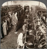 Lebanon: Silk, C1914. /N'Boiling Cocoons To Loosen Fibre Ends In Syria'S Largest Silk Reeling Plant, Mt. Lebanon.' Stereograph, C1914. Poster Print by Granger Collection - Item # VARGRC0324885