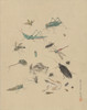 Japan: Insects, C1825. /Nfrogs, Snails, Grasshoppers, Beetles, Wasps And Dragonflies. Drawing, C1825. Poster Print by Granger Collection - Item # VARGRC0409460