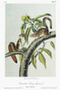 Audubon: Squirrel. /Ncarolina, Or Eastern, Gray Squirrel (Sciurus Carolinensis). Lithograph, C1849, After A Painting By John James Audubon For His 'Viviparous Quadrupeds Of North America.' Poster Print by Granger Collection - Item # VARGRC0039477