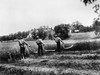 Farming: Scythes. /Namerican Farmers Cutting Grain With Scythes. Photographed C1920, Possibly A Staged Reenactment Of Harvesting Methods Of The Early 19Th Century. Poster Print by Granger Collection - Item # VARGRC0176649