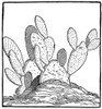 Cactus: Opuntia, 1606. /Nwest Indian Opuntia Cactus. Woodcut From Giovanni Battista Ramusio'S 'Delle Navigazioni E Viaggi,' Venice, Italy, 1606. Poster Print by Granger Collection - Item # VARGRC0370773