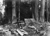 Lumber Camp, C1902. /Ncedar Bark Cabin In A Lumbering Camp In Washington State. Photograph, C1902. Poster Print by Granger Collection - Item # VARGRC0124413
