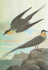 Audubon: Jaeger. /Nlong-Tailed Jaeger, Or Long-Tailed Skua (Stercorarius Longicaudus). Engraving After John James Audubon For His 'Birds Of America,' 1827-38. Poster Print by Granger Collection - Item # VARGRC0350495