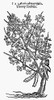 Thorny Trefoil, 1597. /Nacacia Altera Trifolia. Woodcut From John Gerard'S 'Herball,' 1597. Poster Print by Granger Collection - Item # VARGRC0034760