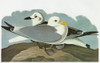 Audubon: Kittiwake. /Nblack-Legged Kittiwake (Rissa Tridactyla). Engraving After John James Audubon For His 'Birds Of America,' 1827-38. Poster Print by Granger Collection - Item # VARGRC0350501