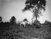 Farming: Corn, C1905. /Na Farmer Harvesting Corn. Photograph, C1905. Poster Print by Granger Collection - Item # VARGRC0176070