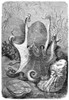 Octopus. /Nline Engraving, Late 19Th Century. Poster Print by Granger Collection - Item # VARGRC0081973