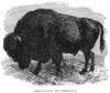 The Buffalo. /Nthe Bison Or American Buffalo. English Wood Engraving, 1892. Poster Print by Granger Collection - Item # VARGRC0033364