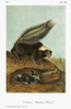 Audubon: Skunk. /Nstriped, Or Common American, Skunk (Mephitis Mephitis). Lithograph, C1849, After A Painting By John James Audubon For His 'Viviparous Quadrupeds Of North America.' Poster Print by Granger Collection - Item # VARGRC0352853