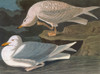 Audubon: Gull. /Niceland Gull (Larus Glaucoides). Engraving After John James Audubon For His 'Birds Of America,' 1827-38. Poster Print by Granger Collection - Item # VARGRC0350497