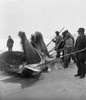 Whaling, C1908. /Nmen With Blubber-Cutting Spades With Part Of A Whale On A Beach. Stereograph, C1908. Poster Print by Granger Collection - Item # VARGRC0109857