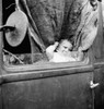 Migrant Baby, 1939. /Na Baby From Mississippi Parked In A Truck At A Camp For Migrant Workers In Merrill, Klamath County, Oregon. Photograph By Dorothea Lange, October 1939. Poster Print by Granger Collection - Item # VARGRC0123787