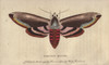 Privet Hawk Moth  Sphinx Ligustri Poster Print By ® Florilegius / Mary Evans - Item # VARMEL10941070