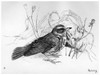 Blackburn: Birds, 1895. /N'Redwing.' Illustration By Jemima Blackburn, 1895. Poster Print by Granger Collection - Item # VARGRC0525929