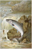 Salmon, C1900. /Na Salmon Leap: American Lithograph. Poster Print by Granger Collection - Item # VARGRC0050408