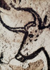 Cave Art: Lascaux. /Nhead Of A Bull From The Cave Of Lascaux, Montignac, France. Poster Print by Granger Collection - Item # VARGRC0018853